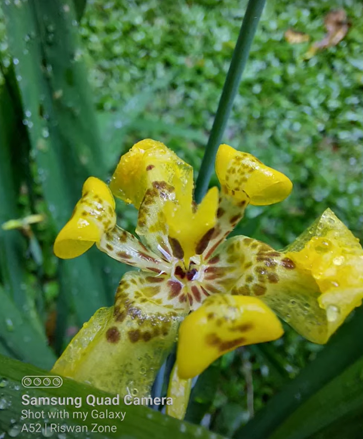 Hasil kamera samsung a52