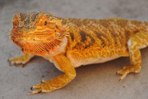 An image of a bearded dragon. 