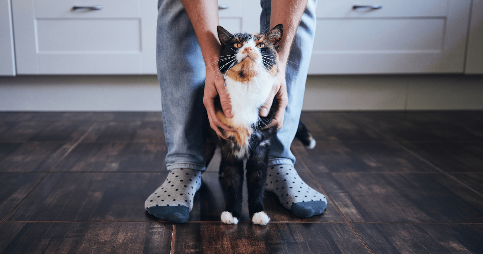 Black, orange, and white cat standing between male's feet being pet