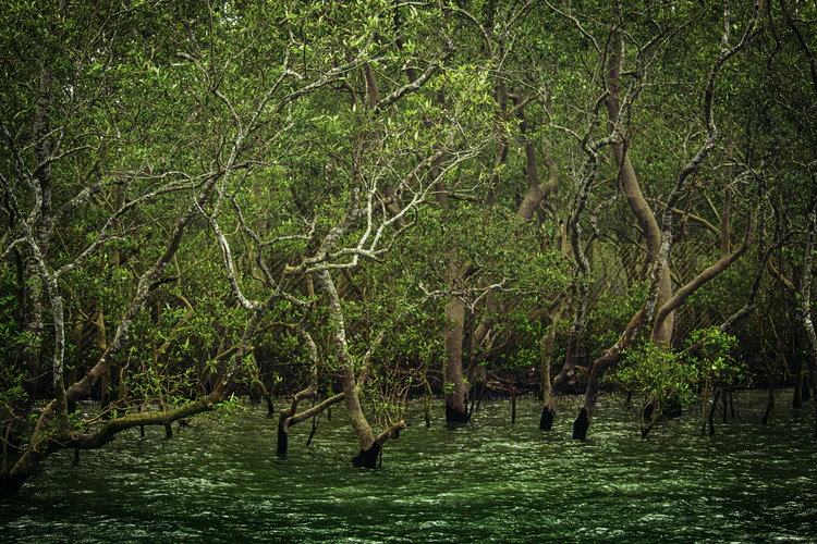 The 10 Largest Forests in the World