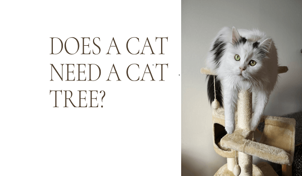 Does a Cat Need a Cat tree?
