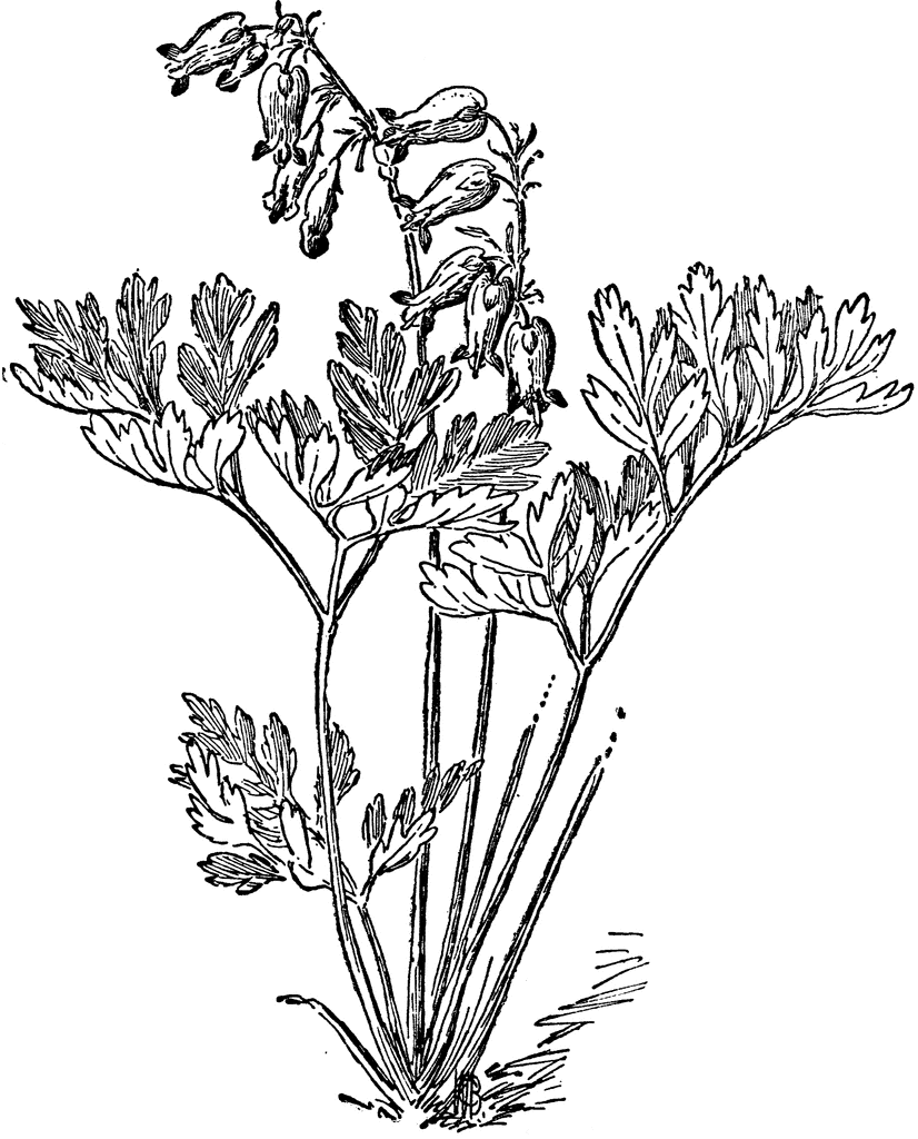 84446_dicentra_for_lg.gif