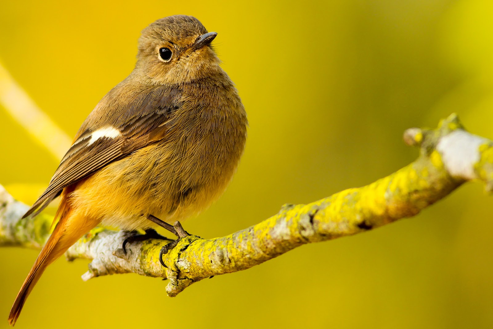 Yellow-lighted photo of brown bird on a thin branch