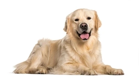 Do Dogs Get Headaches? 5 aP0V6tjtPRAeycEYGSPtIAa