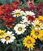 http://www.stokeseeds.com/uploads/product/40618/medium.jpg