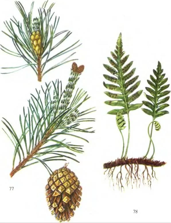 D:\0 wd yedek\acr yedek\1 film indirme\sovremennaya_fitoterapiya_dosyalar\image166.jpg