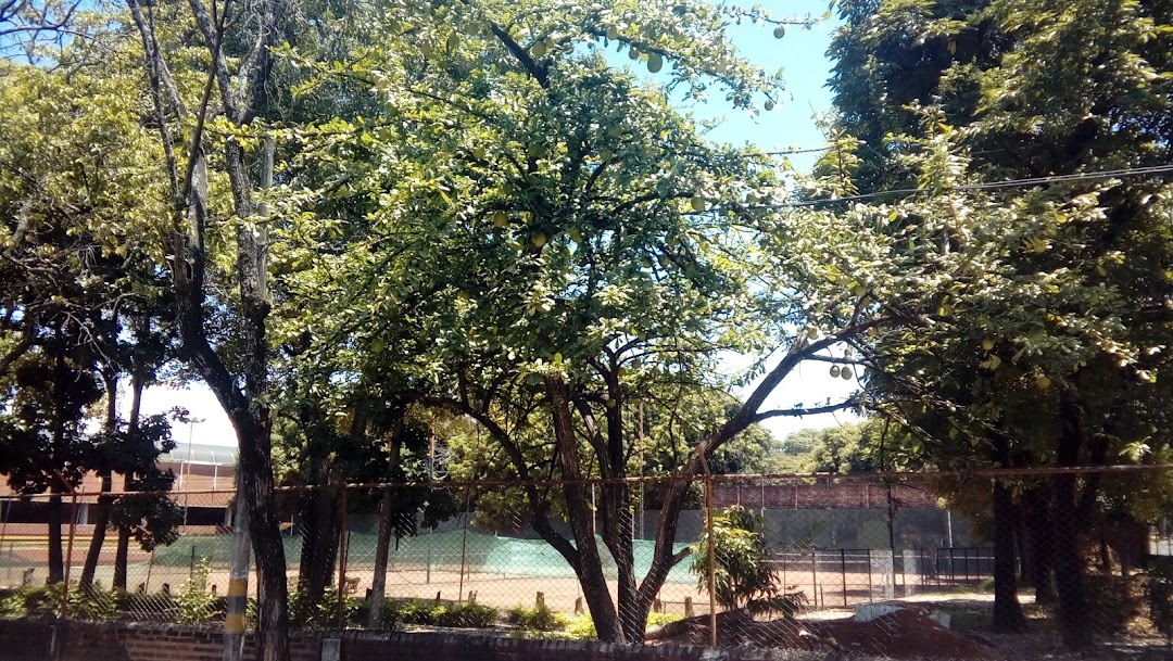 Canchas de tenis