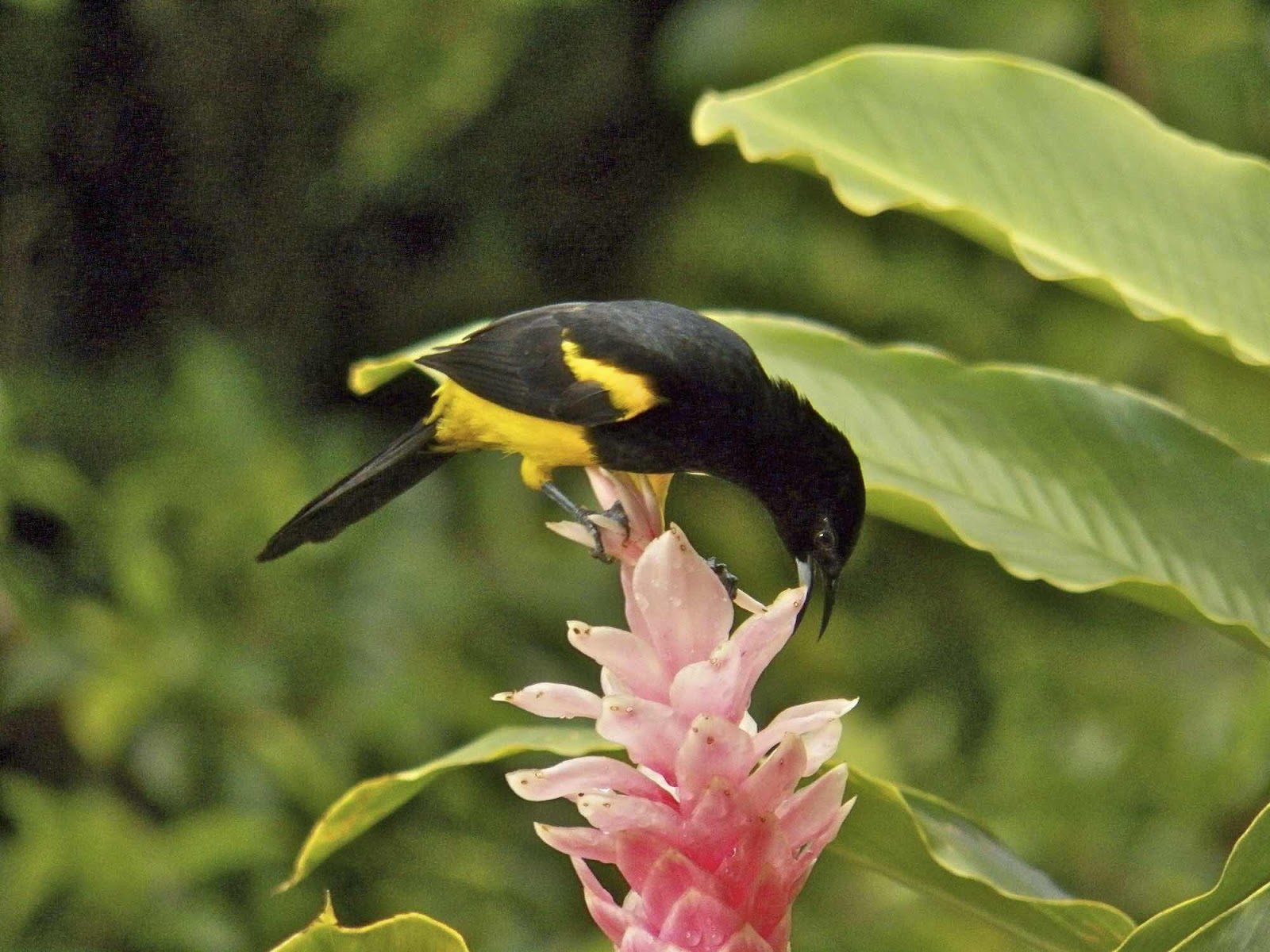 Bird at Arenal, Costa Rica