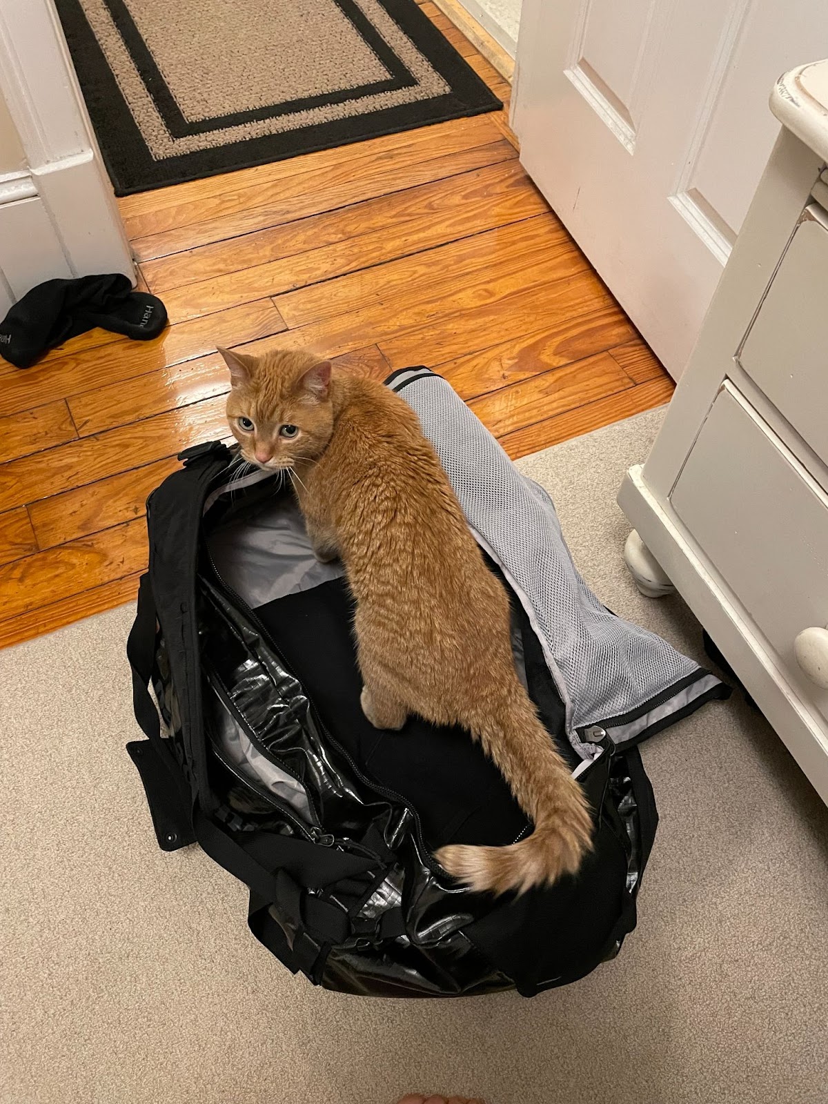 Laura's cat, Tarzan, in a suitcase.
