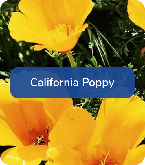 california poppy