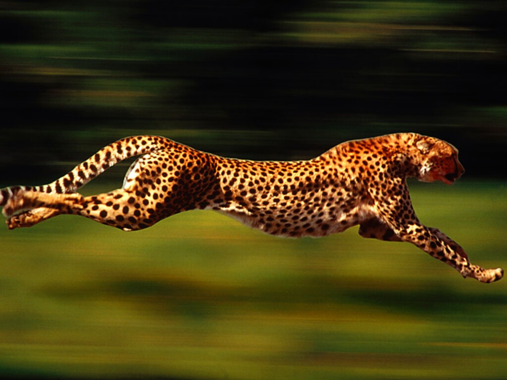 Image result for Cheetah