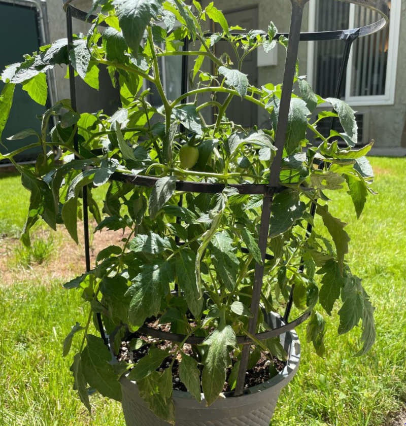 large tomato plant