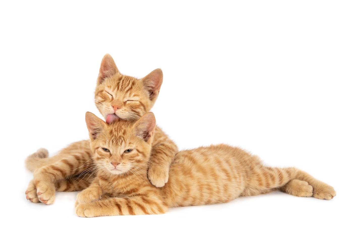 Two cats