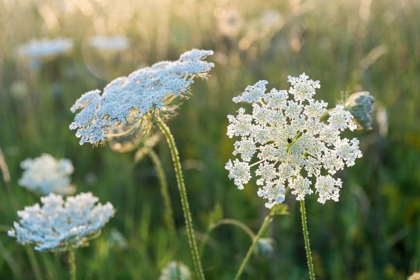 Queen Anne's Lace Herb: Information About Daucus Carota Queen Anne's Lace