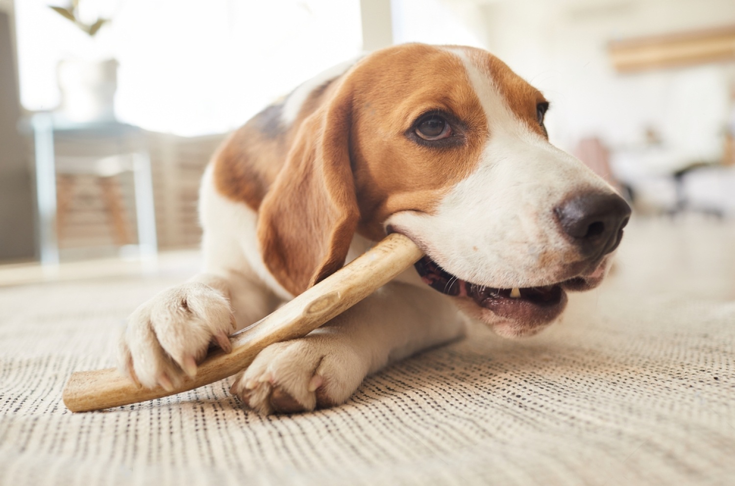 Deer Antlers for Dogs: All You Need To Know 3 aZeRBWiR1WdBwVwkD5I qUDVT4X YxeT39QD0rlIa Su5VnAV6i2jamMbfY PvhxipEKtyOTkbvWw5Qo 8tDdzYfq81EUjEy6KMdvYcXF67MHZ8k7MfseydEg28Cbj8PCPSMoqQFXJcR8qgaqnO8Bmk