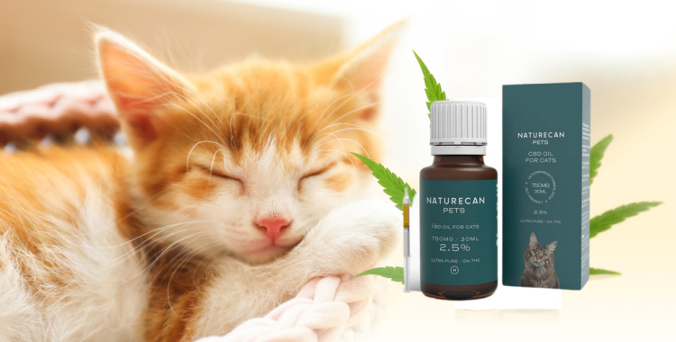 cbd oil for cats