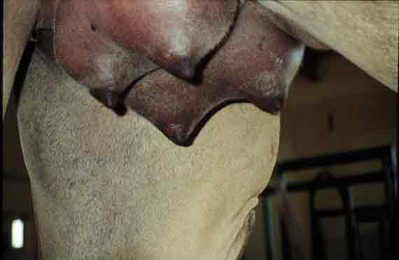 Udder edema is very common in young primiparous females but can also be a sign of acute mastitis.