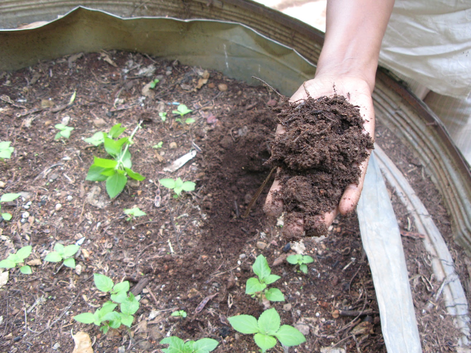 Compost_from_UDD_toilets_(3562078601).jpg