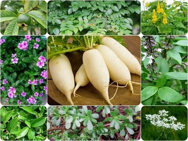 Trị ngứa vùng kín tại nhà có thật sự hiệu quả?