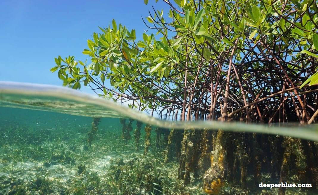 mangrove  (source: https://www.deeperblue.com)