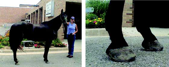 26-yr-old Morgan gelding (August 2005) that had been successfully treated for PPID with pergolide for >7 yr.