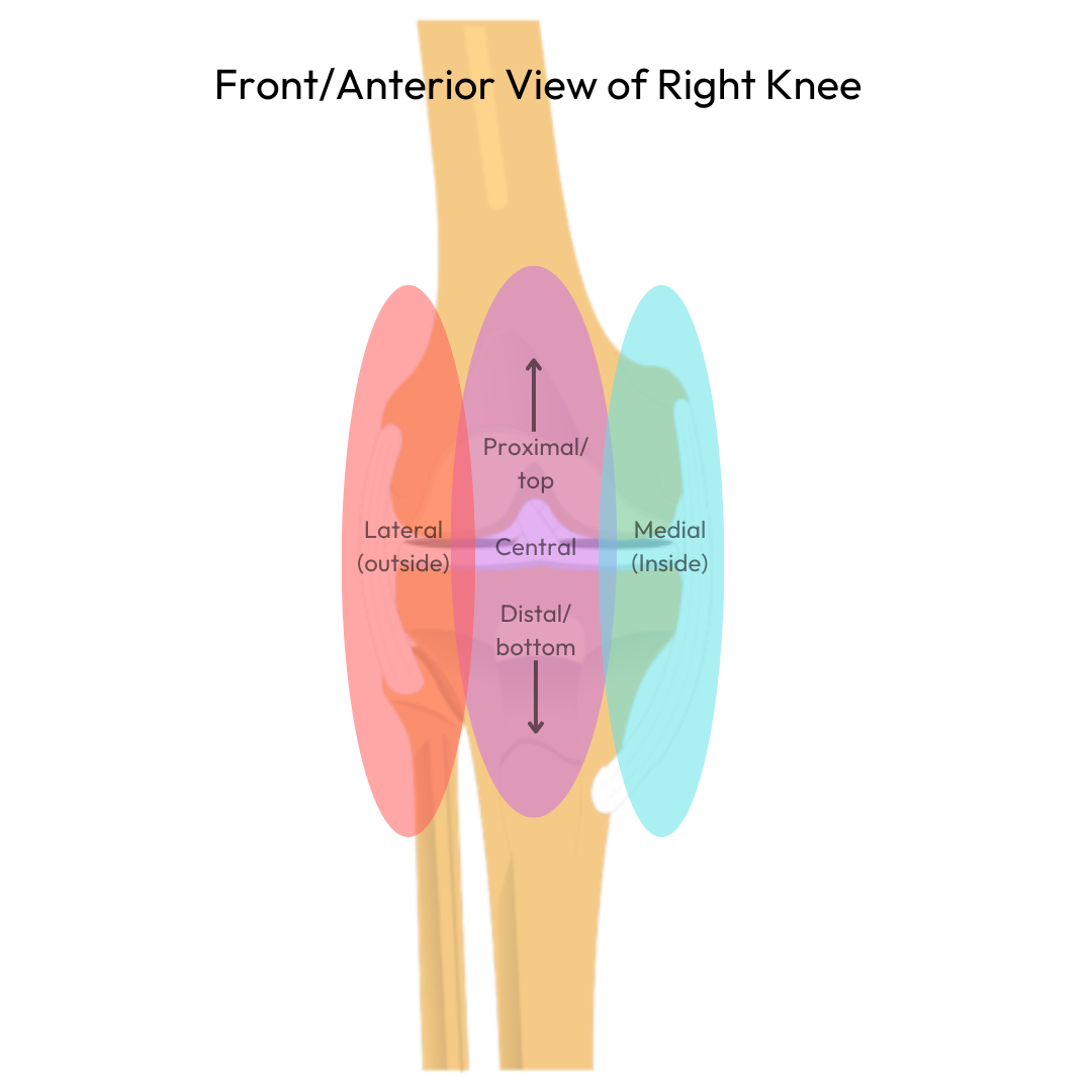 The three regions of the front of the knee