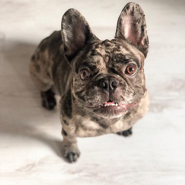 Leavis the Cocoa Famous Merle French Bulldog