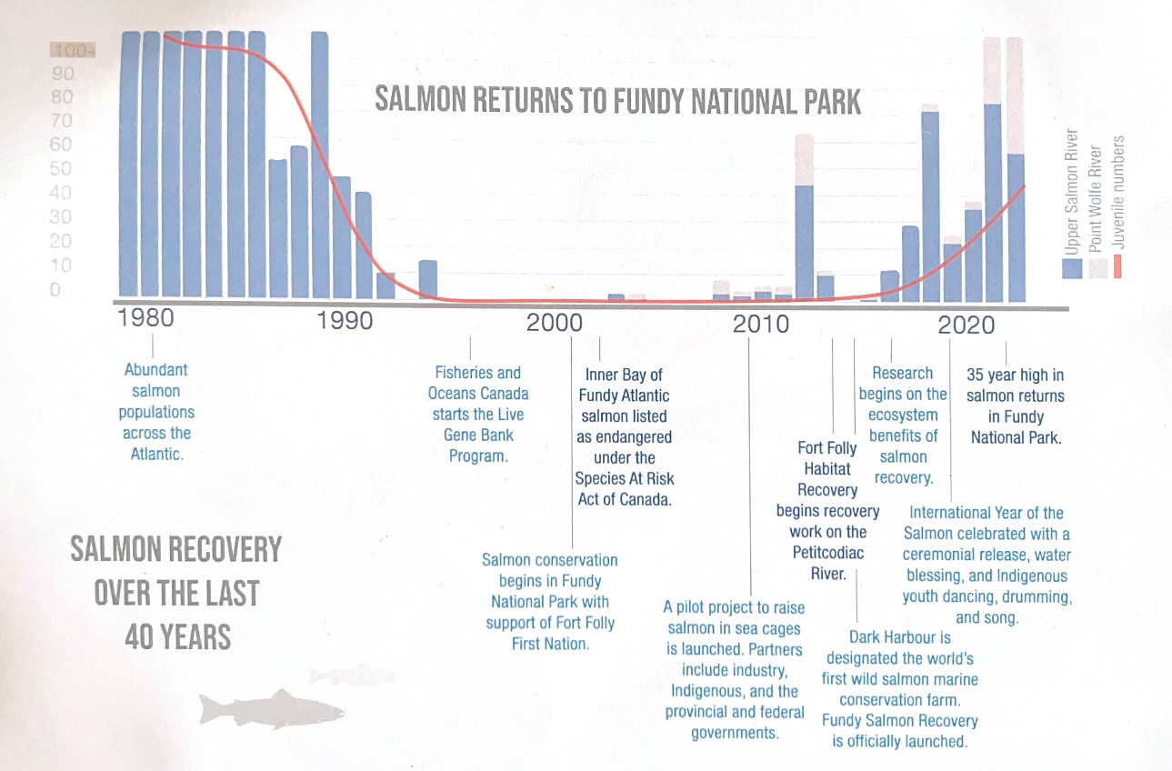 A bar graph titled "Salmon Returns to Fundy National Park" shows a drop in wild salmon populations over time. The graph indicates that stocks increased in recent years, forming a curve. The chart includes text indicating highlights in restoration efforts over time, from approximate 1980 to 2020. 