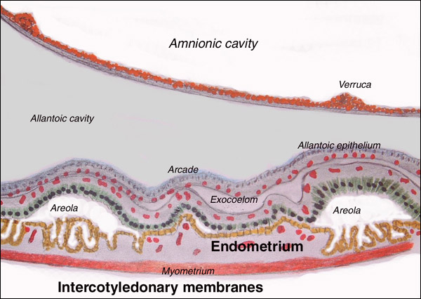 Diagram of the intercotyledonary membranes attached to the uterus