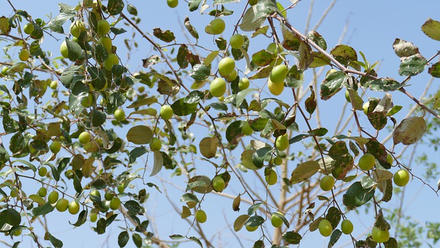 trees name in hindi