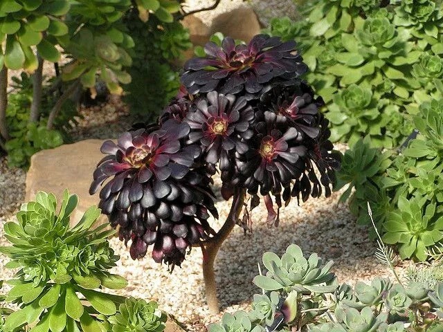 Aeonium Cabeza negra