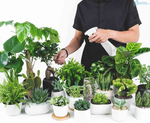 Kinh doanh cây cảnh mini