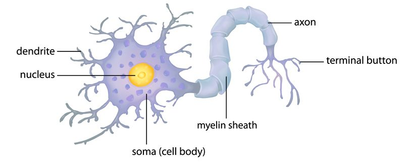 A diagram of the brain's nerve cells