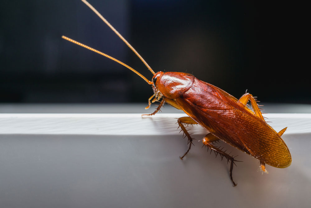 Cockroaches 