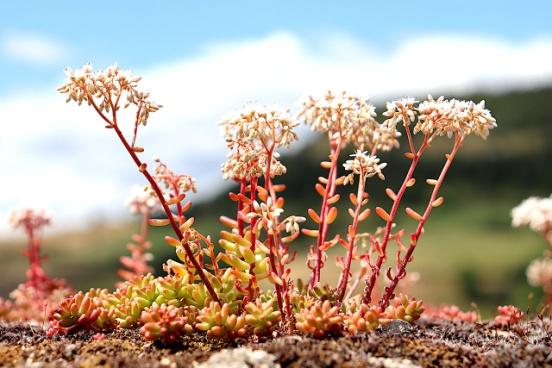 C:\Users\SONY\Desktop\солнцепек\sedum-gcc0ca556a_1280.jpg