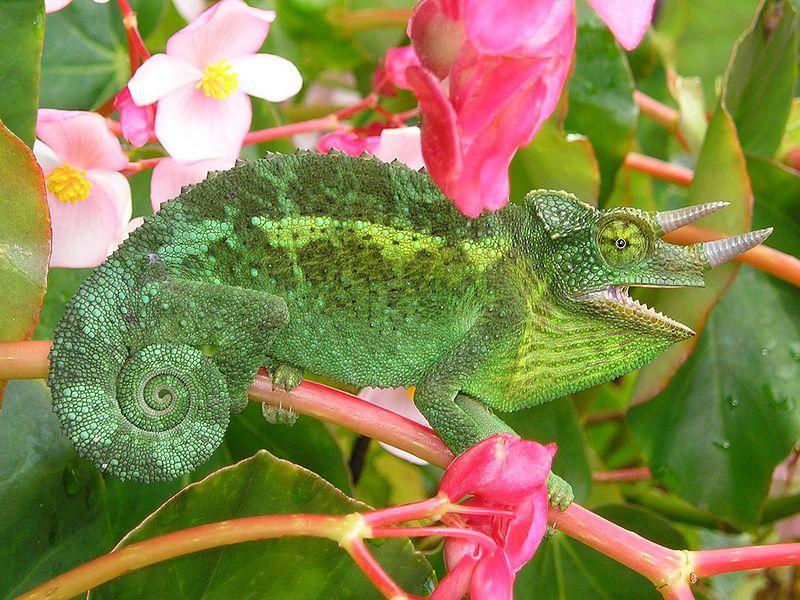 Jackson's Chameleon 2 edit1.jpg