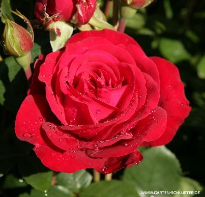 Edelrose 'Störtebeker' - Rosa 'Störtebeker' - Duftrosen | GARTEN SCHLÜTER