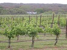 Texas Hill Country Vineyards.jpg