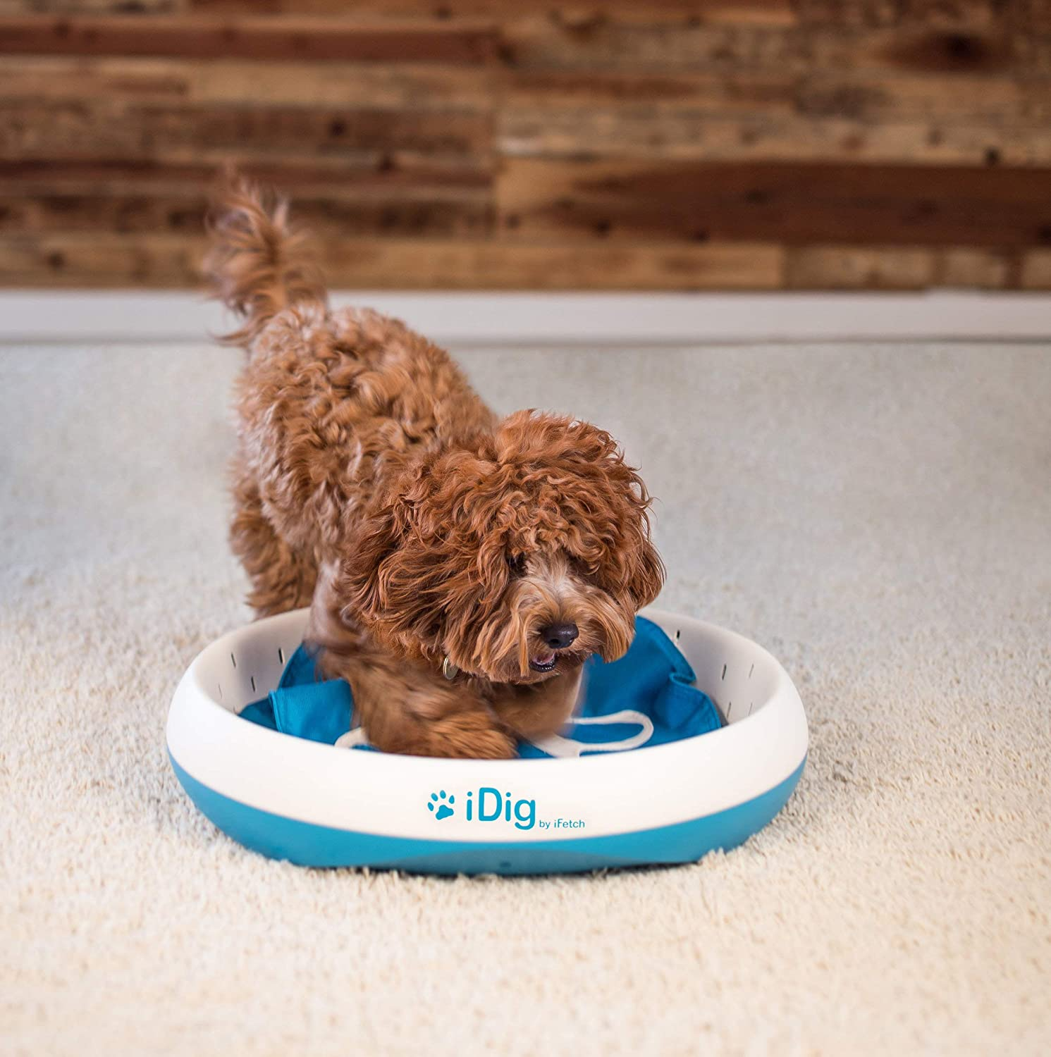 5 Enrichment Ideas for Dogs That Dig