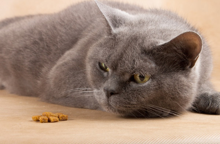 ¿Por qué el gato no quiere comer? – Causas y soluciones