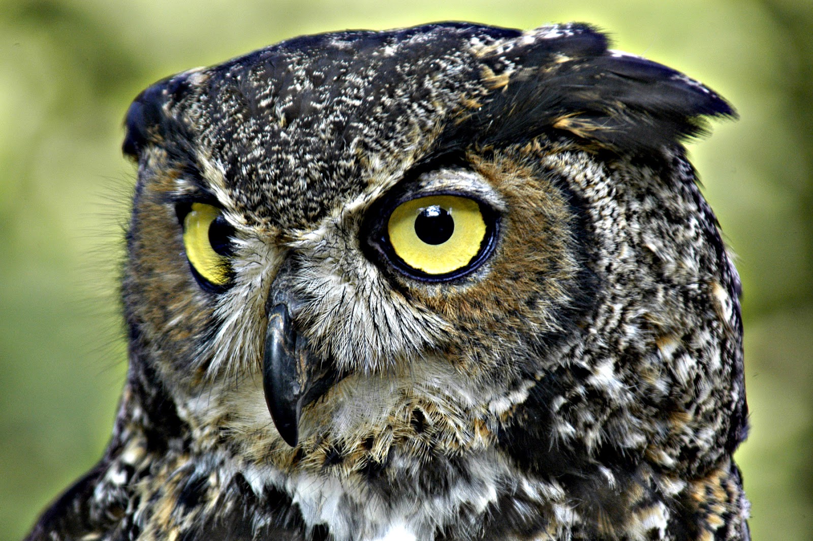 Great Horned Owl[edit]