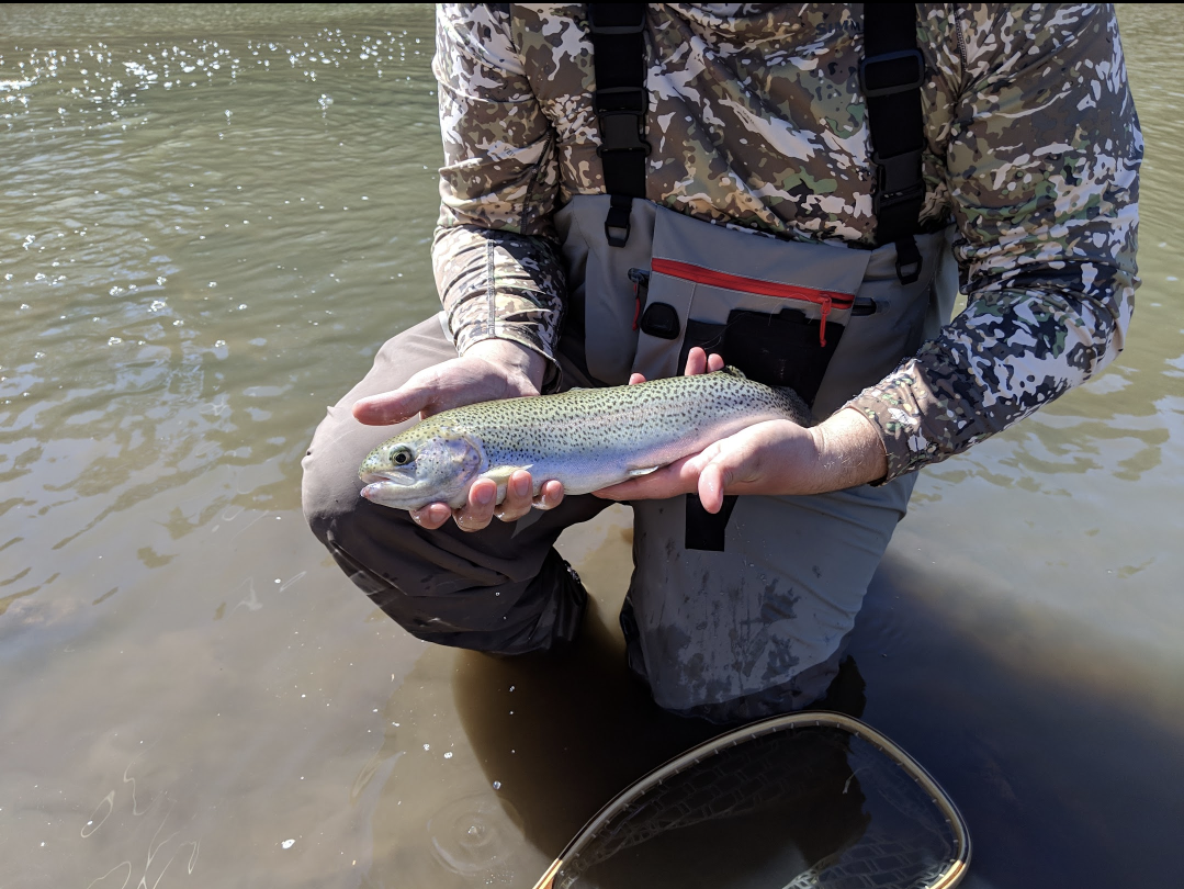 james reese, rainbow trout in texas, how to handle trout, how to properly release fish