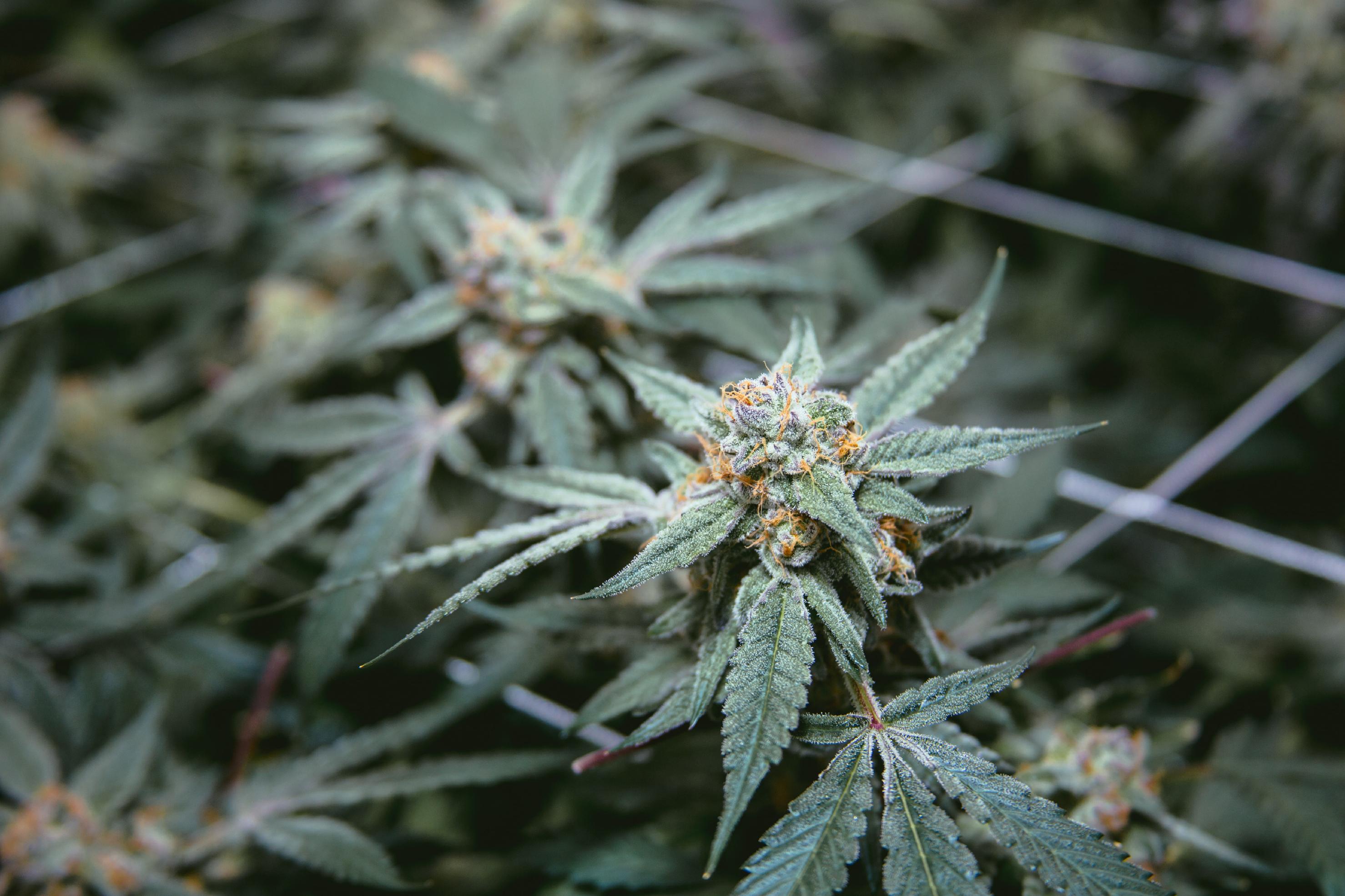 aeroponics for marijuana growth