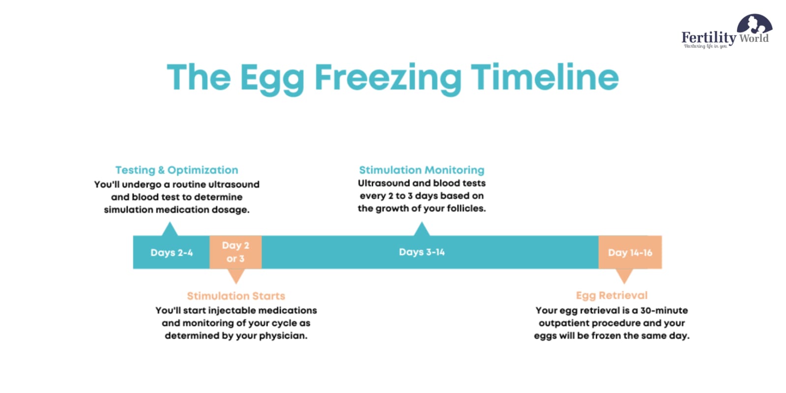 What happens after the egg-freezing procedure?