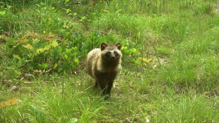 福島県の被災地で多種類の野生生物が豊富に繁殖していることが報告された/UGA/EurekAlert