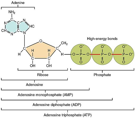 230_Structure_of_Adenosine_Triphosphate_(ATP)-01.jpg