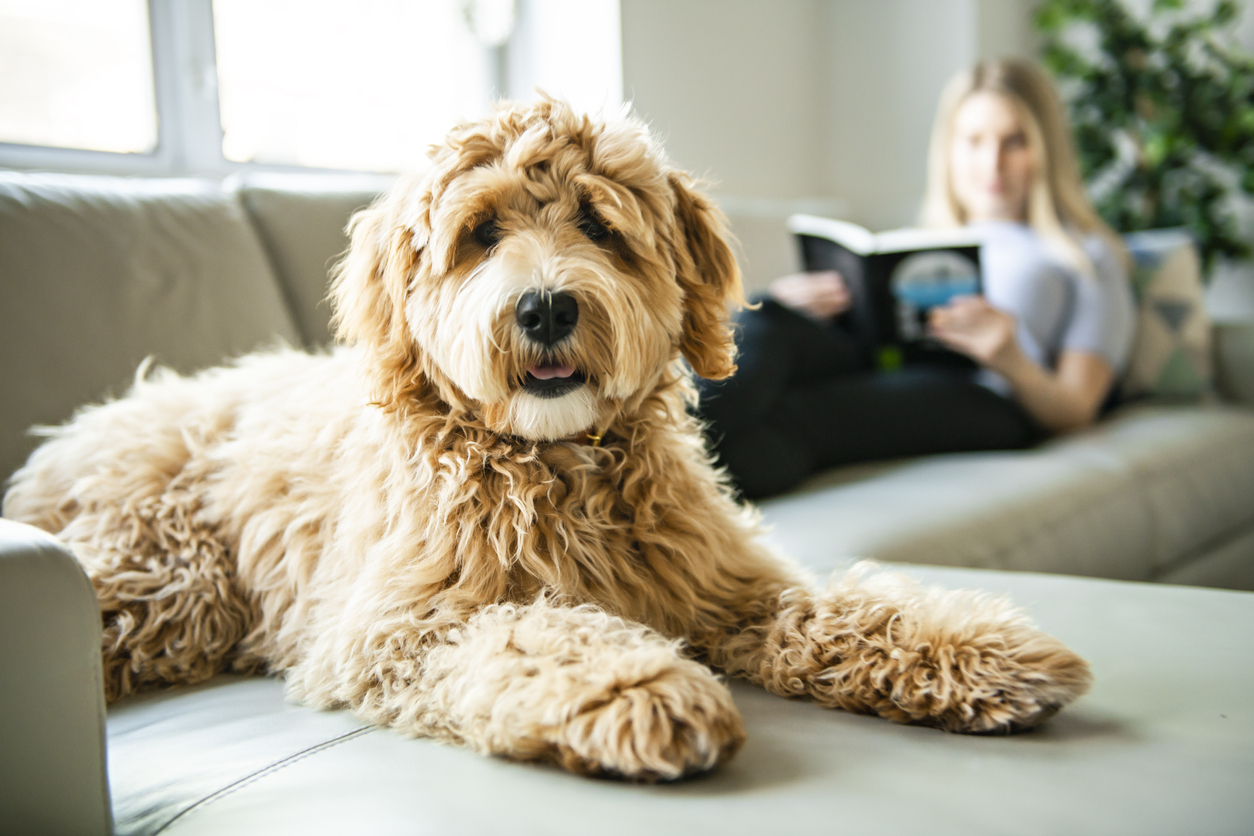 Labradoodle sitting on a couch in front of a woman reading a book