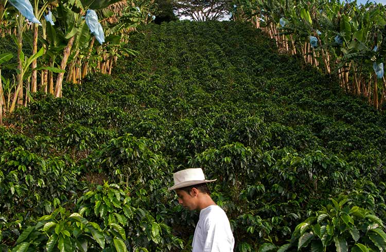 A farmer in a white hat tends to coffee bushes on terraced plantations surrounded by banana trees. Coffee from environmentally clean lands symbolizes naturalness and quality.
