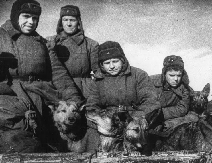Советские бойцы с собаками-миноискателями. Сталинград, декабрь 1942