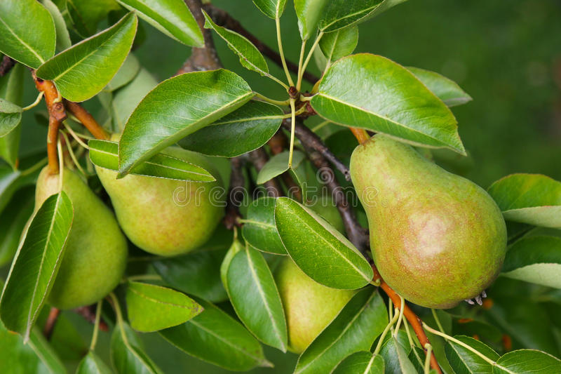 Pear Tree (Pyrus)
